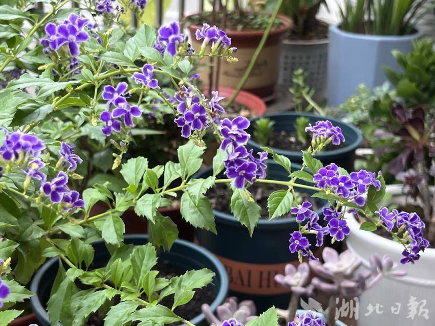 365bet苹果客户端